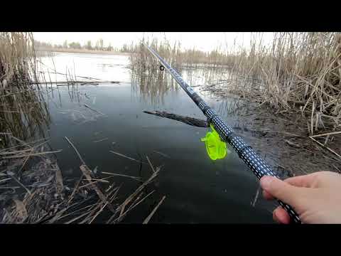 Видео: ПЛОТВА ПОШЛА ! ЛОВЛЯ ПЛОТВЫ НА ПОПЛАВОК ВЕСНОЙ