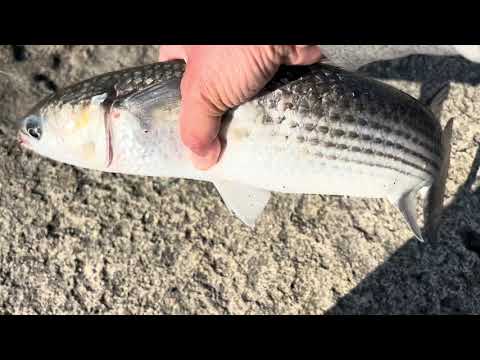 Видео: 09.11.2024.Мы снова ловим у поселка🎣🐟🌊😃