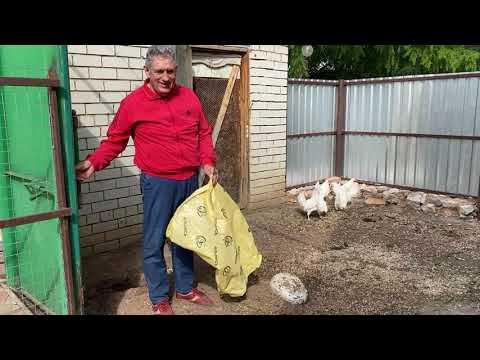 Видео: Базарный Карабулак, Саратовская область. Деревенские заботы!)Куры, мороженое, фарш, масло сливочное!