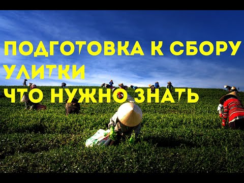 Видео: Осенний сбор улитки | Maxima | Muller | Бизнес в селе | Разведение улиток | Виноградная улитка |