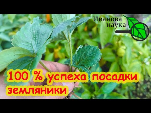 Видео: ПОСАДКА ЗЕМЛЯНИКИ САДОВОЙ/КЛУБНИКИ БЕЗ ОШИБОК: лучшие сроки, глубина, мульча и уход за корнями.