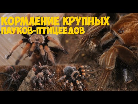 Видео: Кормление взрослых пауков птицеедов / Feeding big tarantulas