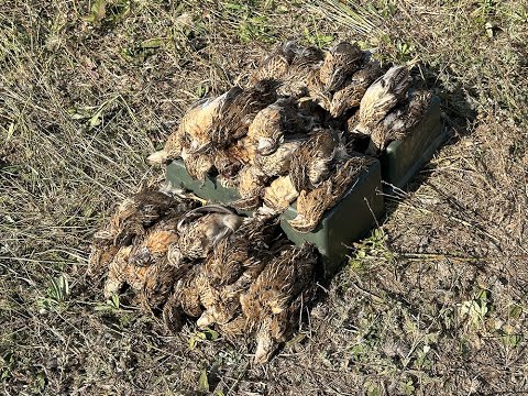 Видео: Охота на перепела со спаниелями. Тамбовская область 2024. Серия 4. quail hunting