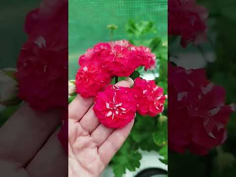 Видео: #22#Обзор перед обрезкой.