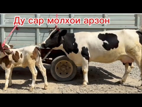 Видео: +992926292882☎️ 2САР ГОВХОИ ЯКУМ СОРТ ЗОТИ ШИРИ ОРИГИНАЛ, ИНШАЛЛОХ ЮТУБА МЕЛАРЗОНАД, ХОЧ АМИРШО 