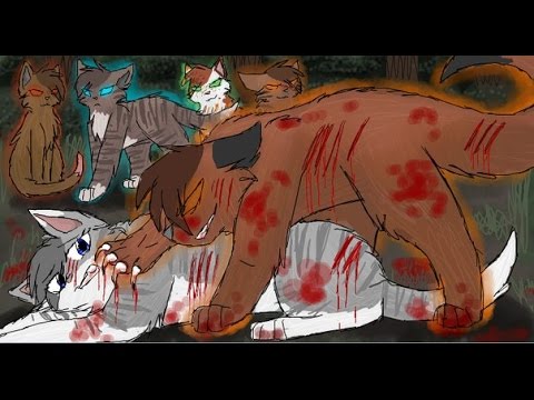 Видео: [Коты-Воители] Сумрачный лес/За твоей спиной {Заказ}