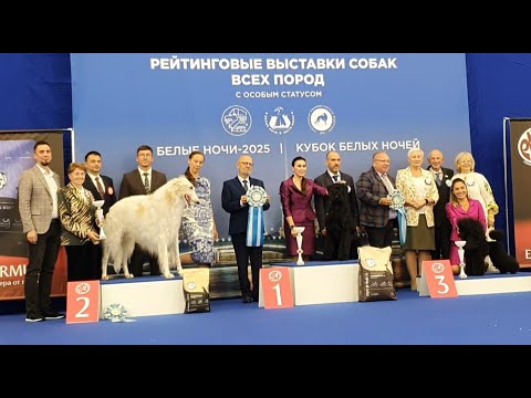 Видео: 24.08.2025,СПб. Клуб "Кеннел-Клуб" (РКФ, РФЛС). Рейтинговая выставка "КУБОК БЕЛЫХ НОЧЕЙ" (CAC, ЧРКФ)