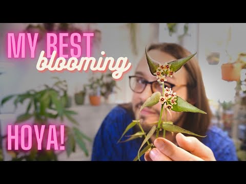 Видео: Моя самая цветущая хойя | Hoya burmanica Spotlight