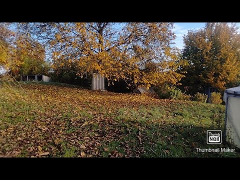 Видео: Дела давно минувших дней.#дача #осень#красота