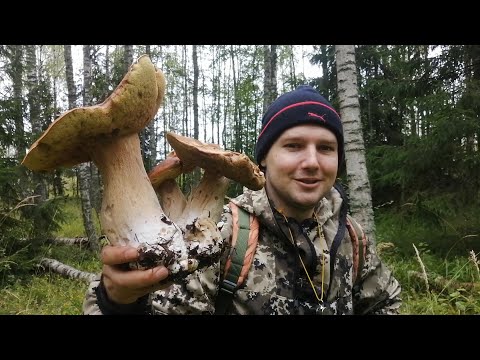 Видео: Исполины  лесной глуши