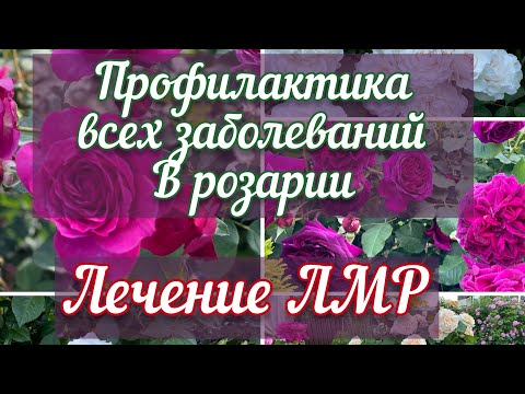 Видео: Причины болезней роз. Избавление от ЛМР. Схемы листовых обработок на апрель, май, июнь.