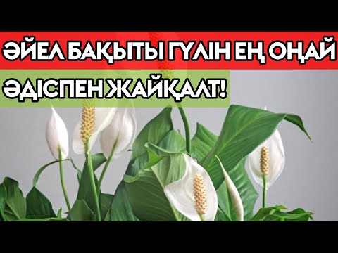Видео: ӘЙЕЛ БАҚЫТЫ ГҮЛІН ТЕЗ ӘРІ ДҰРЫС ОТЫРҒЫЗУ