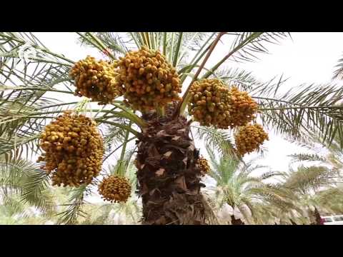 Видео: Құрма - Құранда аталған жеміс \ Ел ішінен \ Асыл арна