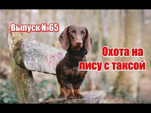 Видео: Охота на лису с таксой | Выпуск №65 (UKR)