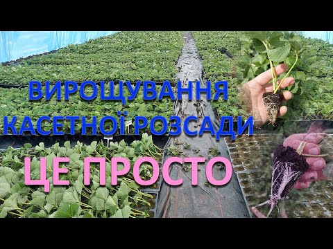 Видео: Секрет касетної розсади полуниці