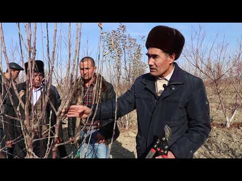 Видео: Мевали (уруғли) дарахтларга қишки шакл бериш жараёни