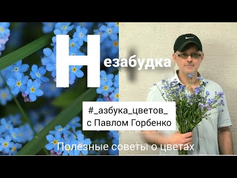 Видео: Незабудка. Полезные советы о цветах