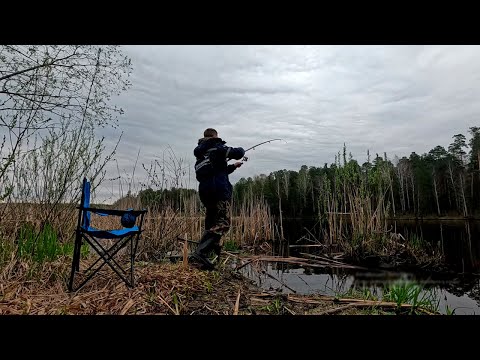 Видео: Рыбалка как в детстве на поплавок и фидер. Лещ на нересте. Нежданная щука. Рефтинское Водохранилище.