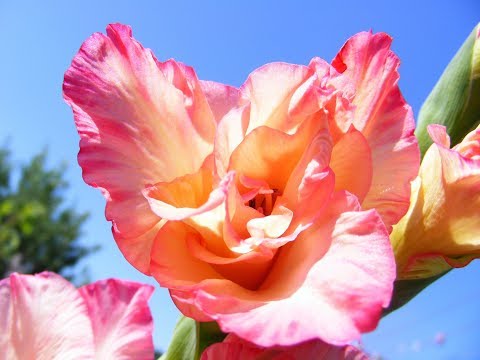 Видео: Картина маслом поэтапно "Гладиолусы".Gladiolus.Flowers.Picture
