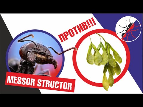 Видео: Муравьиная ферма. Messor structor ПРОТИВ КЛЕНА, или как просто найти семена для муравьев.