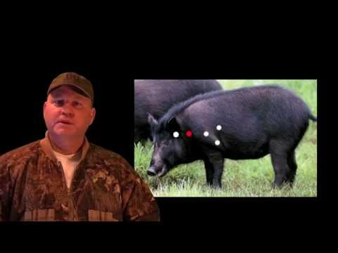 Видео: СОВЕТЫ ПО ОХОТЕ НА КАБАНОВ. ГДЕ СТРЕЛЯТЬ НА КАБАНОВ