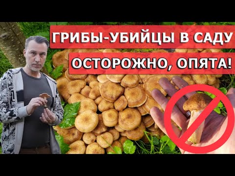 Видео: Выросли опята в саду? Не спешите радоваться урожаю!