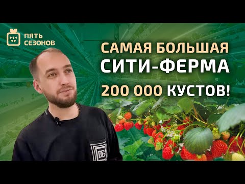 Видео: Экскурсия по самой большой ситиферме // выращивание 200 000 кустов клубники!