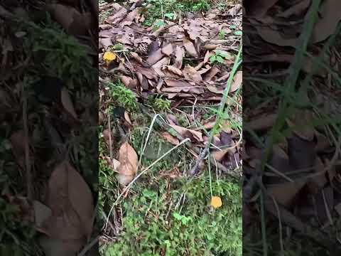 Видео: Ой-йо!..Та ми ж з грибами, люди добрі!