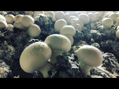 Видео: Камера С Нуля До Урожая | Выращивание Шампиньонов