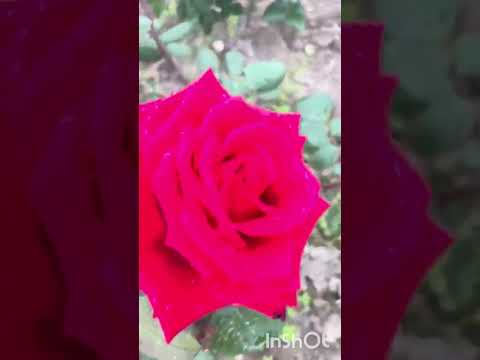 Видео: Греция Халкидики дорога, море, цветы и котики 