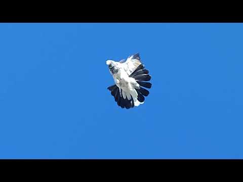 Видео: Николаевские голуби Драганова Виталия.