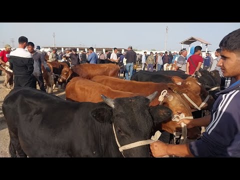 Видео: 14.09.2025 БОКМА НОВВОСЧАЛАРНИ ЗУРЛАРИ ЧИКДИ КАРШИ КАРВОН МОЛ БОЗОРИГА 
