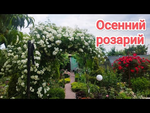 Видео: Самые красивые кусты роз в моём саду удивят вас!