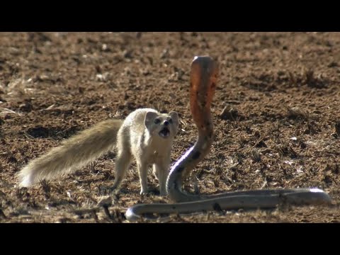 Видео: Мангуст - маленький и ловкий укротитель змей! Интересные факты о мангустах.