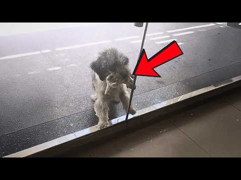 Видео: Со слезами на глазах мать-собака ждала, что дверь откроется: «Пожалуйста, помогите моим детям...»