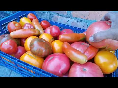 Видео: Помідори рекордсмени. Збираю врожай