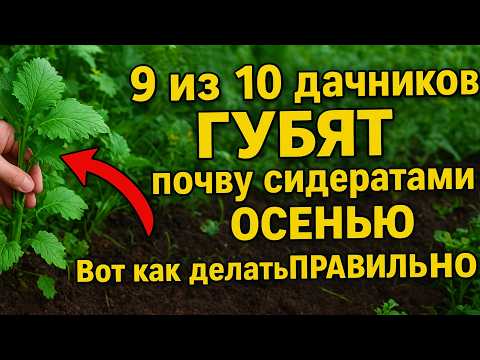 Видео: 9 из 10 дачников ГУБЯТ почву сидератами ОСЕНЬЮ. Вот как делать ПРАВИЛЬНО.