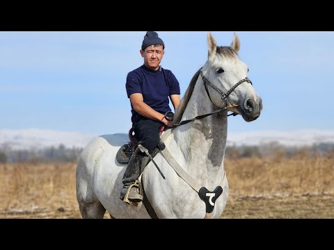 Видео: АКУЛА