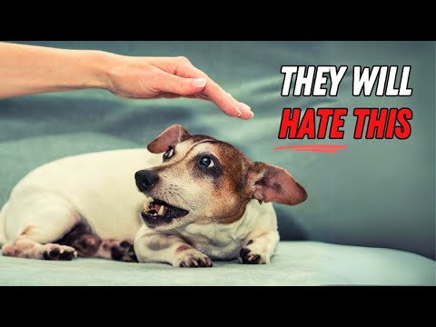 Видео: 9 удивительных вещей, которые Джек-Расселы категорически ненавидят