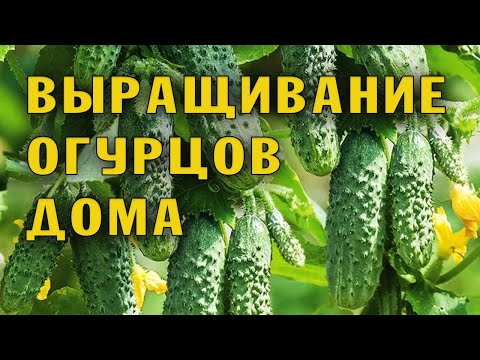 Видео: Огурцы на подоконнике. Пересадка и уход.
