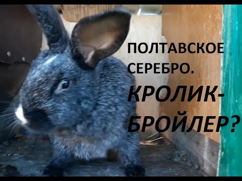 Видео: Кролиководство. Порода Советское Серебро или Полтавское Серебро. Серебристые кролики. Кролик Бройлер