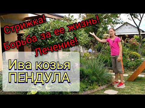 Видео: Ива козья ПЕНДУЛА Борьба за ее жизнь! Лечение! Вредители! Стрижка!