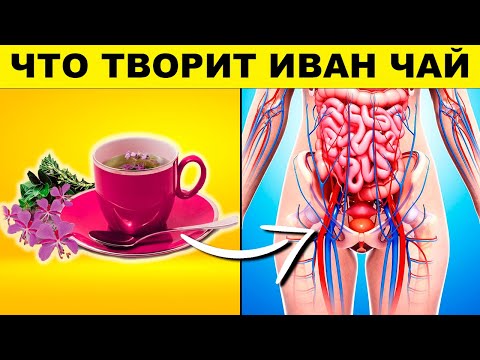 Видео: Этот Вечерний Напиток Излечит от Многих Болезней! Кипрей Иван Чай Польза и Вред | Смотри и Знай