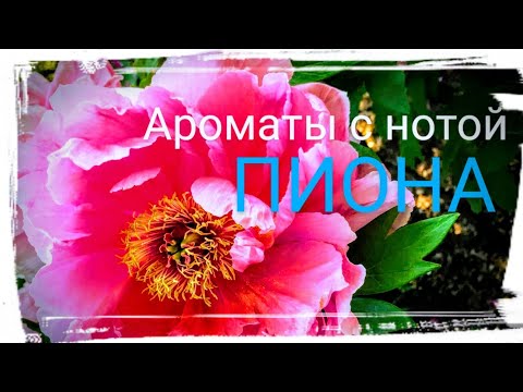 Видео: АРОМАТЫ С НОТОЙ ПИОНА 🌺