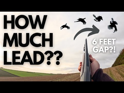 Видео: Сколько свинца? Загонная охота на фазанов и куропаток 🇬🇧