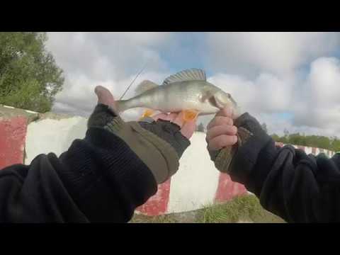 Видео: Крупный окунь!!! Инженерный пруд  г  Калининец