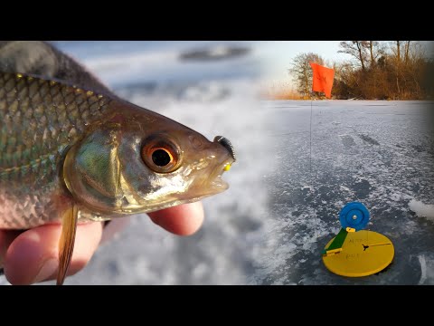 Видео: ✅Открылся на ЖЕРЛИЦЕ! Плотва на безмотилку!❄️ БЕЗМОТЫЛКА которая всегда выручает!