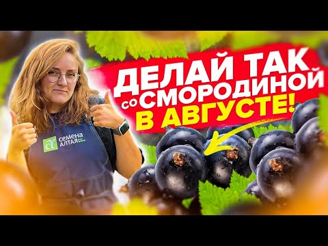 Видео: УХОД ЗА СМОРОДИНОЙ В АВГУСТЕ! ПОСЛЕ УБОРКИ УРОЖАЯ