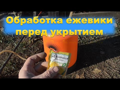 Видео: Обработка ежевики осенью