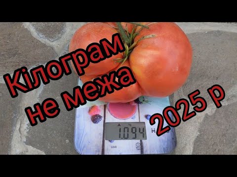 Видео: Помідори-гіганти понад кілограм! Секрети рекордного урожаю.